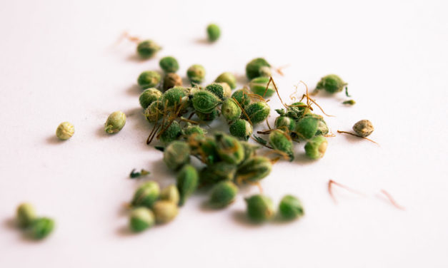 How Long Can Cannabis Seeds Be Stored