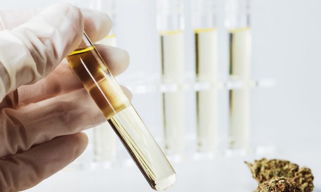 Plandai Biotechnology Discusses Cannabis Extract Opportunities and Research Potential