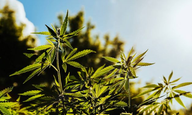 Hemp, Inc. Applauds Senate Agriculture Committee for Passing Farm Bill with Hemp Legalization