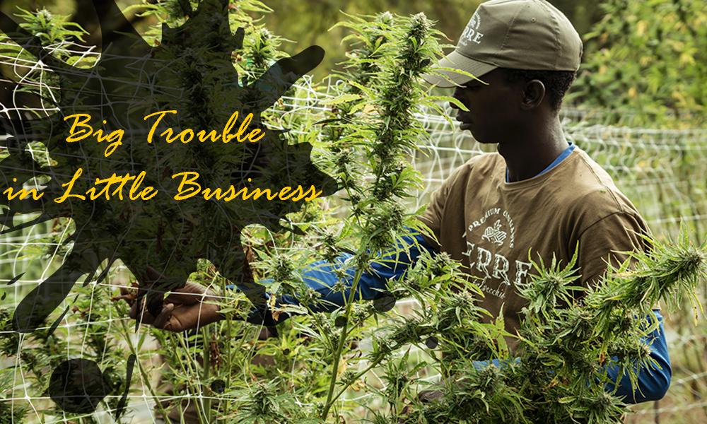 Big Trouble in Little Business: The Challenges of Small Marijuana Businesses