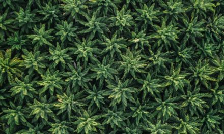 Therapeutic Benefits of Cannabis