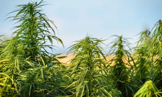 Plandaí Biotechnology to Focus on International Nutraceutical Cannabis Opportunities