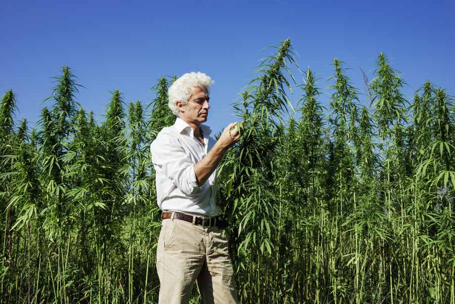 Undeniable Reasons People Hate Marijuana Stocks